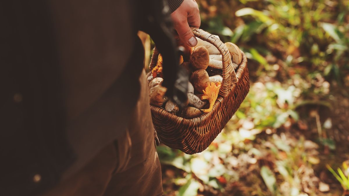 grzyby las pomorskie