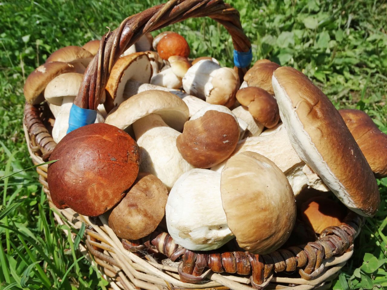 Mrożenie grzybów. Garść przydatnych porad
