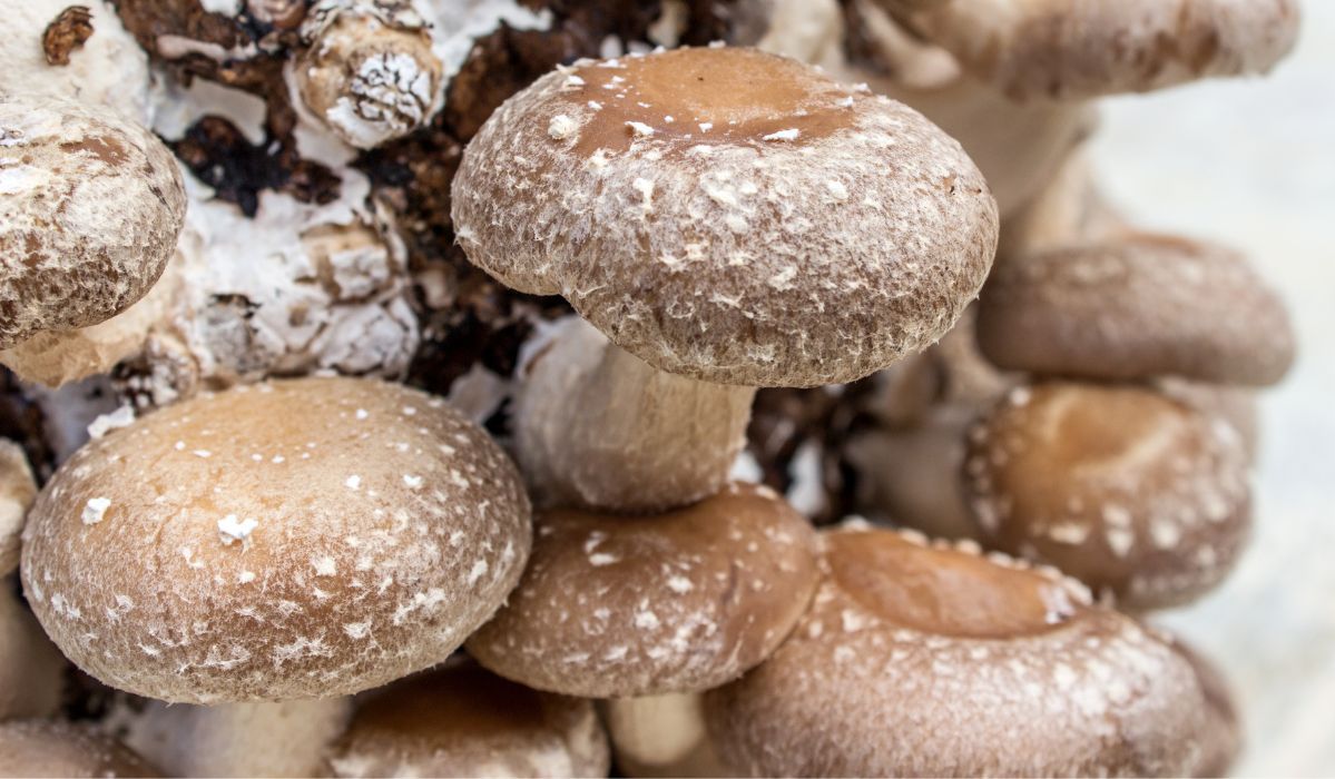 Te niepozorne grzyby są dostępne przez cały rok. Zdrowsze od pieczarek i borowików