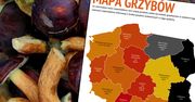 Gdzie na grzyby? Oto grzybowa mapa Polski