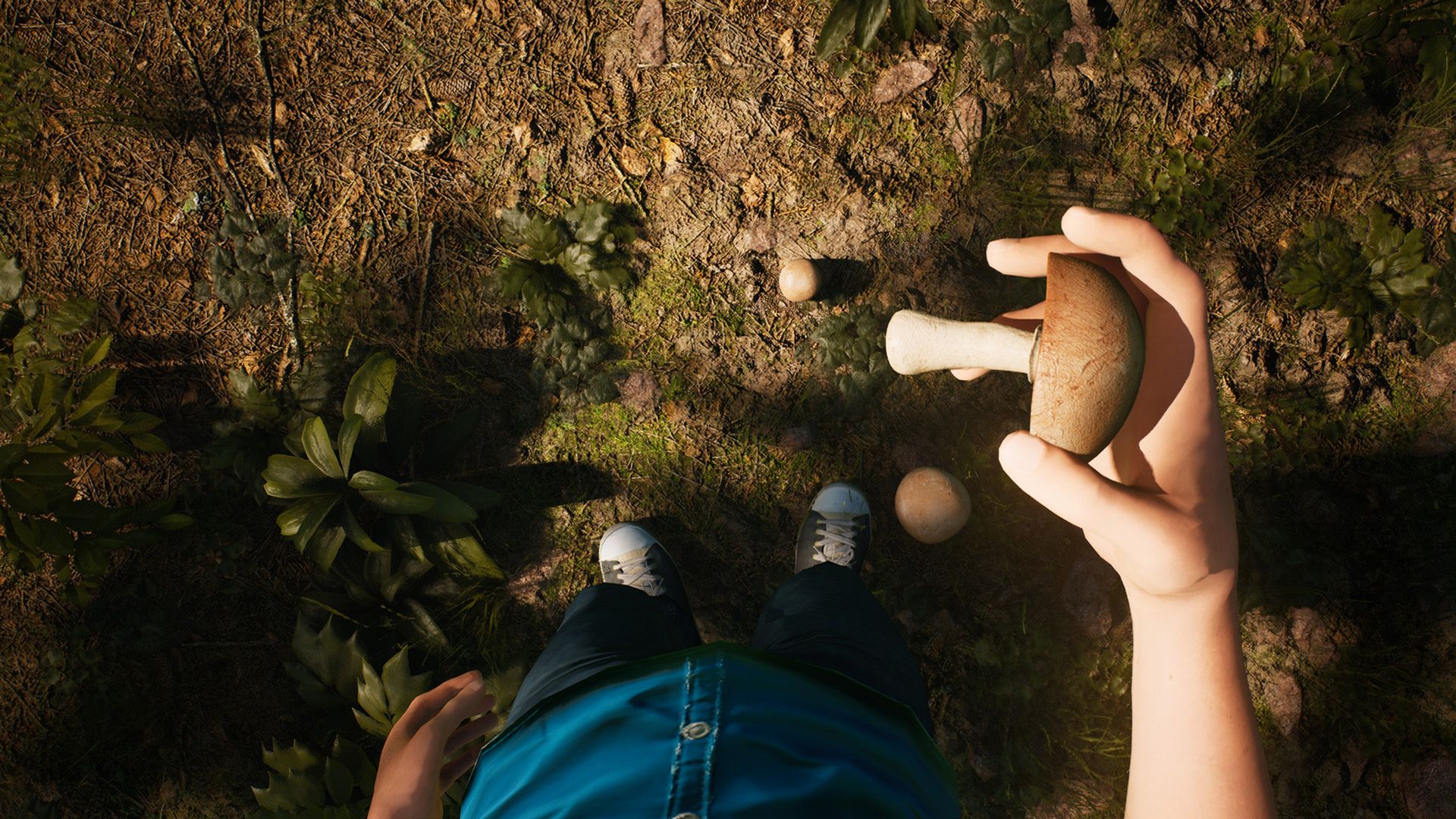 Morels: The Hunt. Symulator grzybiarza i miłośnika lasów dostępny na Steam.