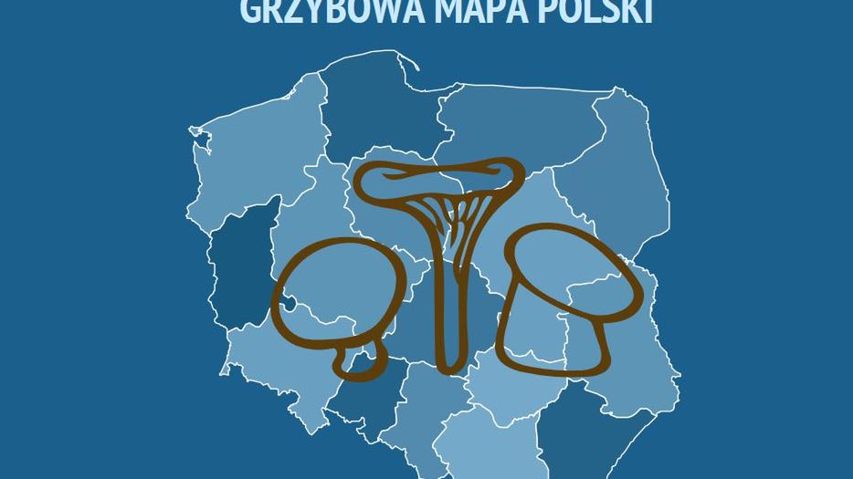 Gdzie po grzyby w Polsce? Sprawdziliśmy, co radzą grzybiarze - efektem jest grzybowa mapa Polski.