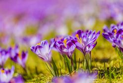 Prognoza Pogody na dziś – piątek 15 marca. Sprawdź, jaka będzie dziś pogoda w największych miastach w Polsce