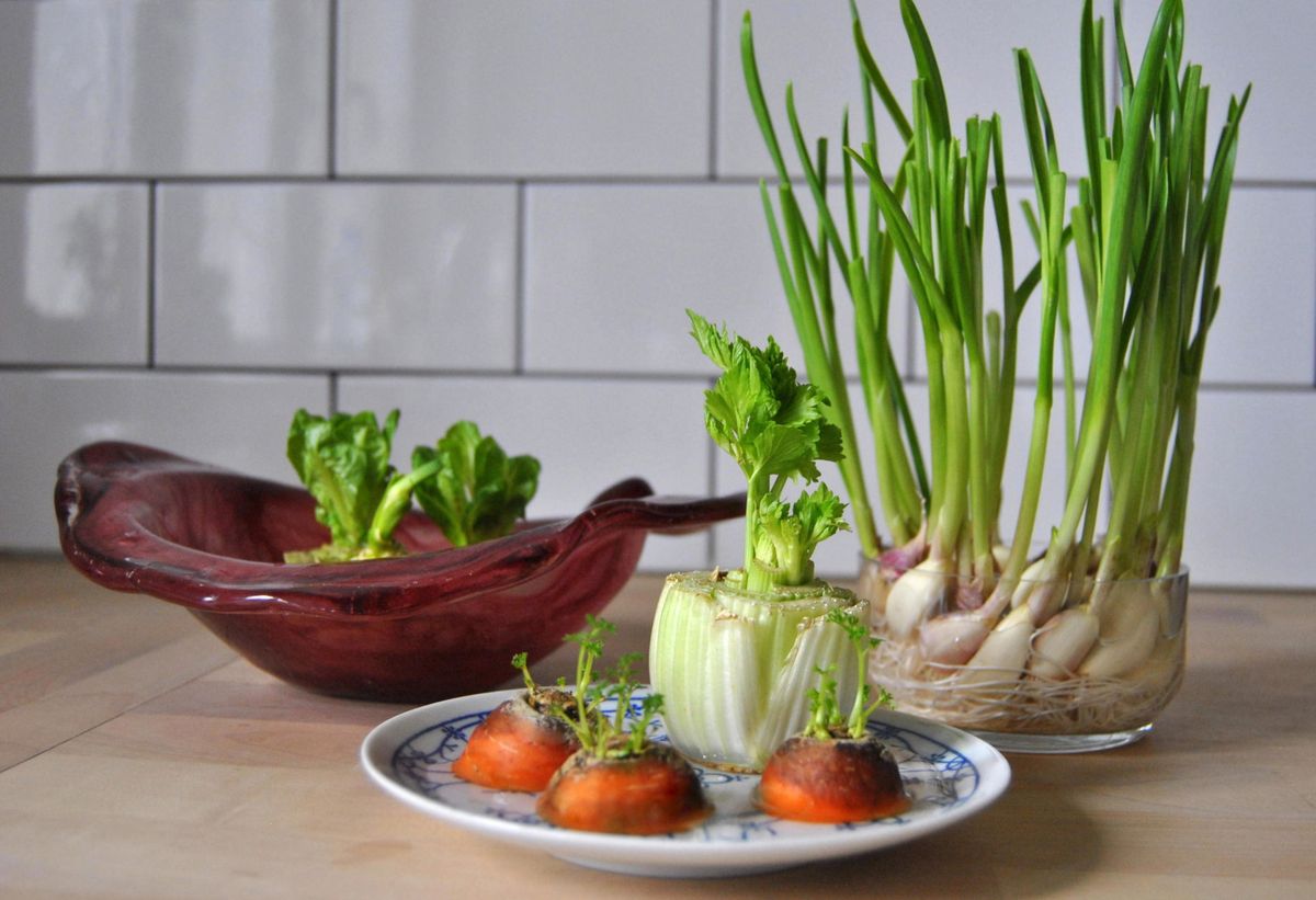 Wyhoduj warzywa z resztek. Domowy ogródek za grosze