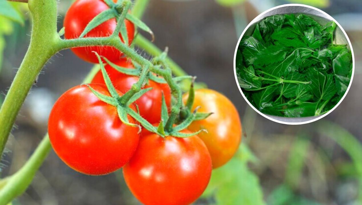 Najczęściej stosowany oprysk na mszyce do pomidorów. Wystarczy użyć rosnącej wszędzie rośliny, uważanej za chwast