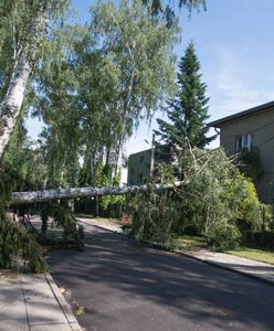 Tysiące Polaków bez prądu po nawałnicy. Enea przyznaje, że usuwanie zniszczeń potrwa