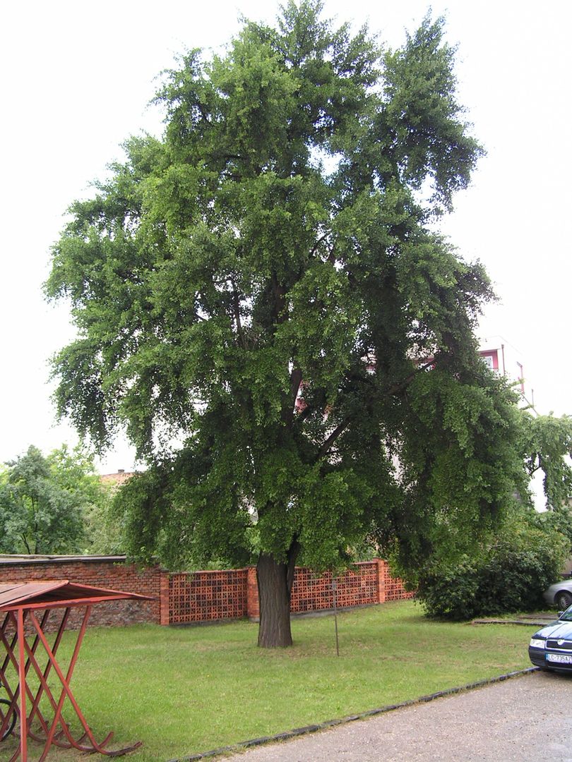 Miłorząb dwuklapowy (Ginkgo biloba)