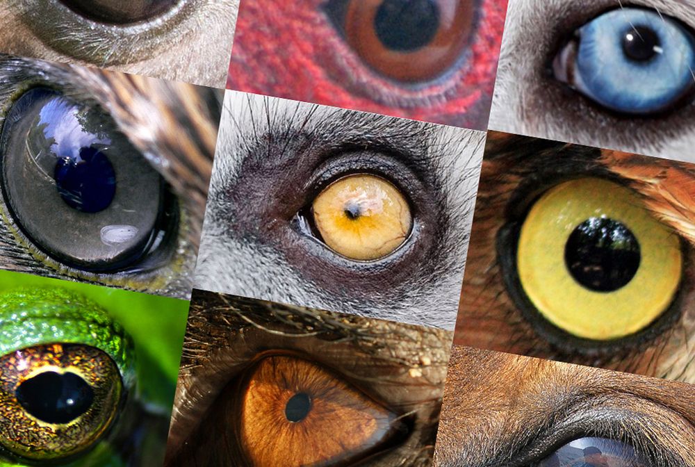 Dopasuj oko do zwierzęcia. 10 trafień zrobi z ciebie mistrza