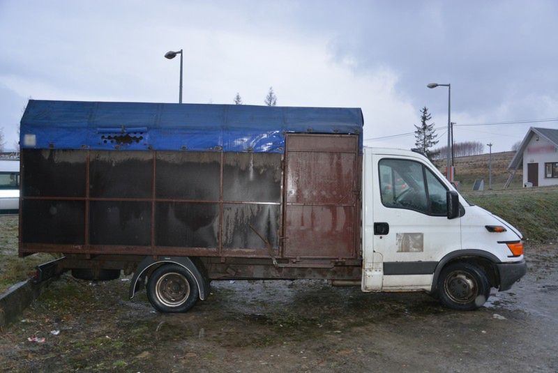 Dwaj Rumuni zamęczyli konia na śmierć. Usłyszeli zarzuty