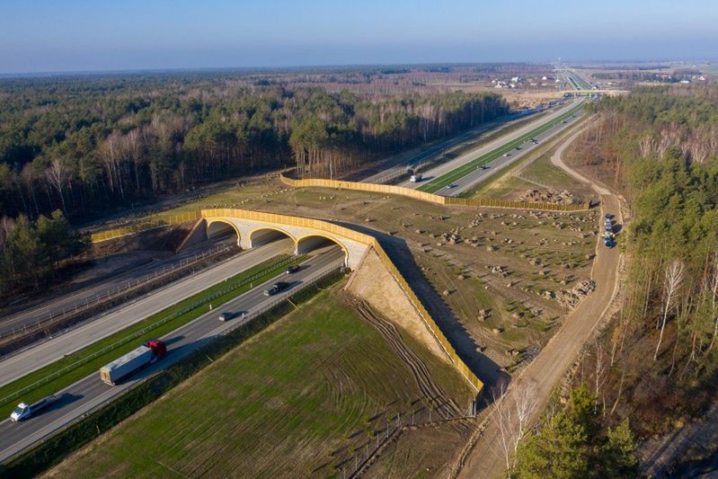 Przejścia dla zwierząt kosztują krocie. Średnio 11 mln zł każde