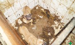 Wielki protest w obronie zwierząt. "Impulsem są działania Krystyny Pawłowicz"