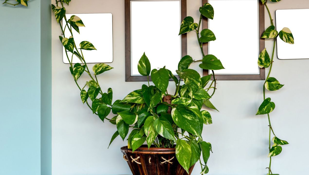 Postaw w domu te rośliny, aby oddychać zdrowym powietrzem. Rezultaty odczujesz po kilku godzinach