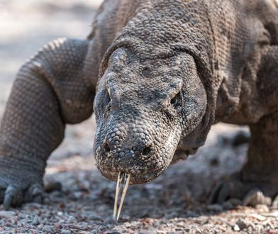 Park Narodowy Komodo. Waran bohaterem Google doodle