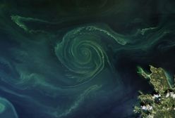 Sinice nad Bałtykiem – 29 lipca 2019. Gdynia, Sopot i Hel ucierpiały z powodu zakwitu sinic. Sprawdź, które kąpieliska zamknięto w poniedziałek