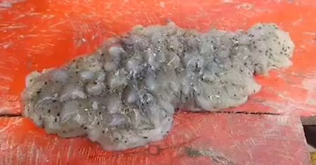 Nieznane zwierzę wyłowione z oceanu
