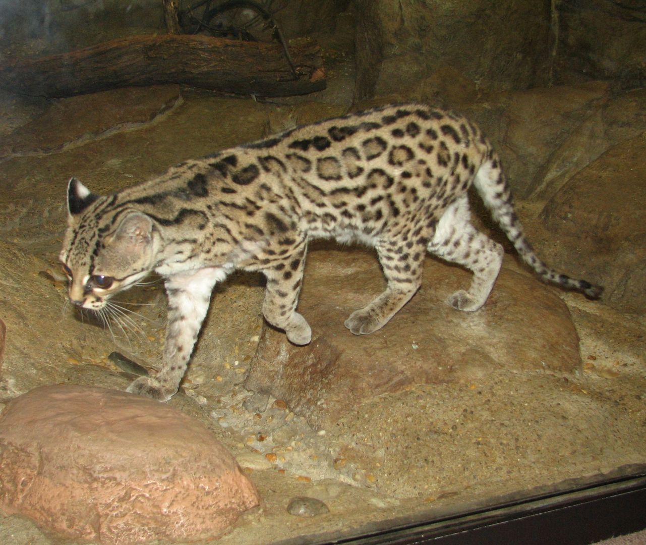 Ocelot nadrzewny