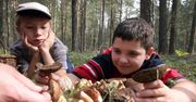 5 najlepszych miejsc na grzyby w Polsce. Stąd z pustym koszykiem nie wrócisz
