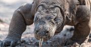 Park Narodowy Komodo. Waran bohaterem Google doodle