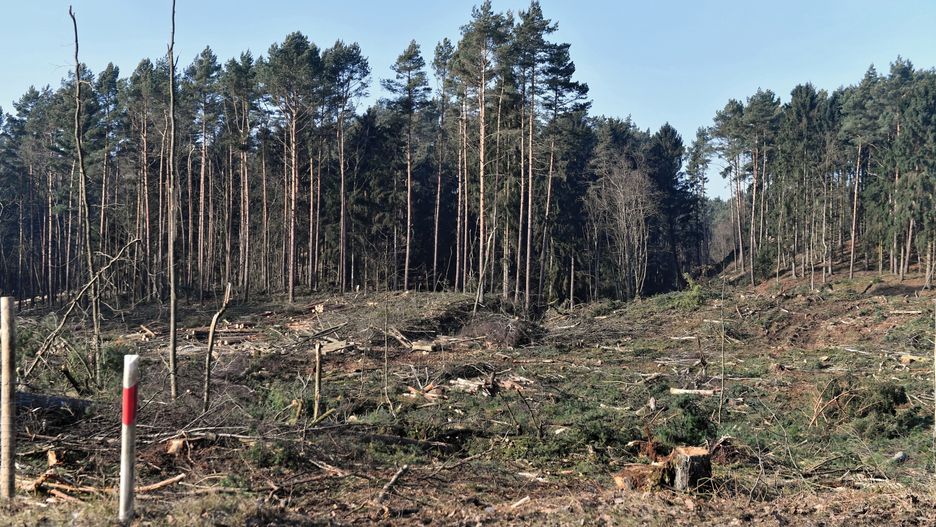 Wycinka na Mierzei Wiślanej zakończona