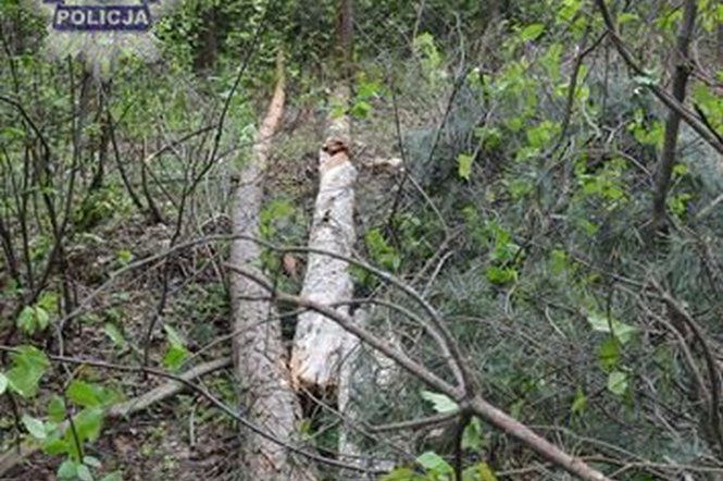 Tragiczna śmierć w lesie. 58-latek chciał wyciąć drzewo