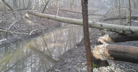 "Bobry atakują". Ogromna ilość powalonych drzew