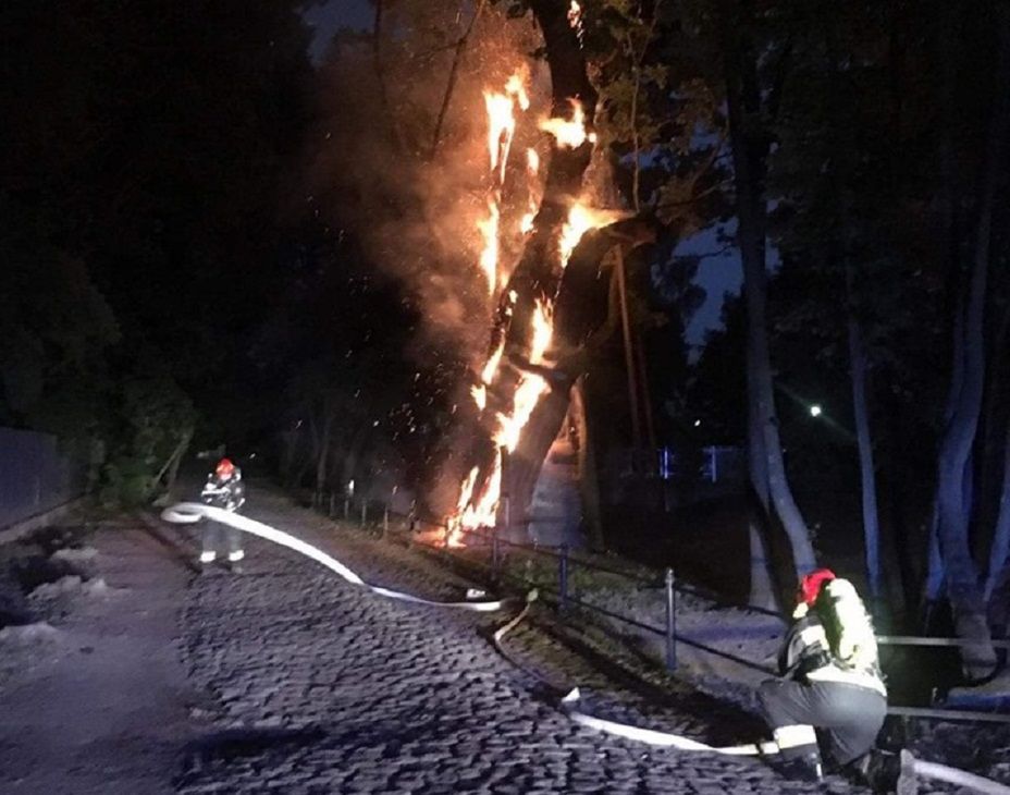 Dąb Mieszko I płonął jak pochodnia. Wielka strata