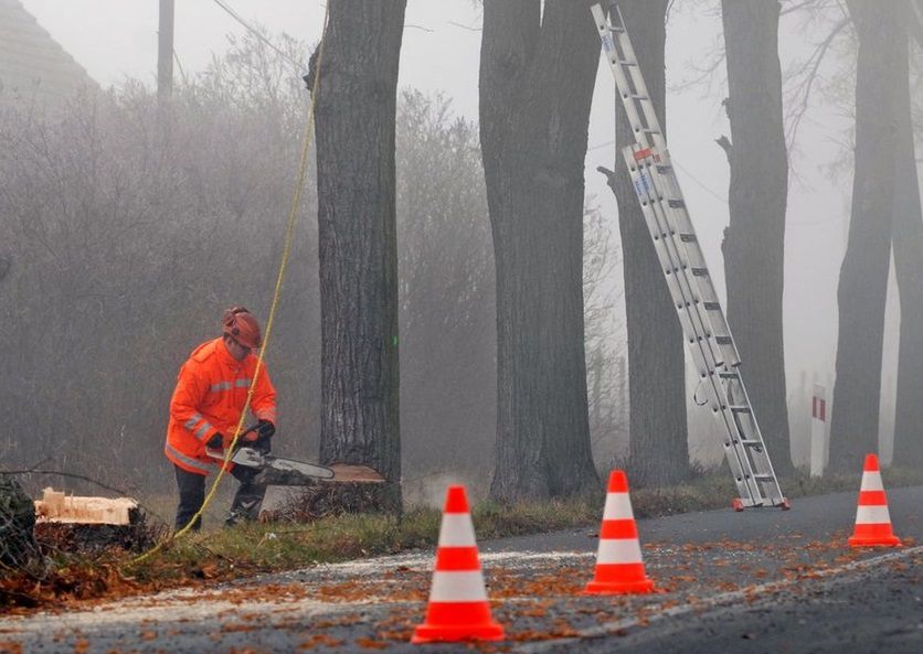 Przydrożne drzewa jak miedza. Polacy podzieleni