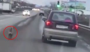 Wideo, które łamie serce. Porzucony pies rozpaczliwie goni auto właściciela