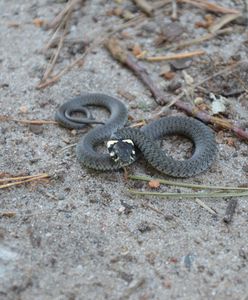 Czy zwierzęta w mieście są potrzebne? Odpowiada znany pisarz Krzysztof Dudek