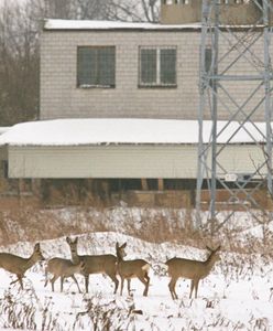 Poszli do lasu na spacer. Znaleźli się w samym środku polowania