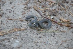 Czy zwierzęta w mieście są potrzebne? Odpowiada znany pisarz Krzysztof Dudek