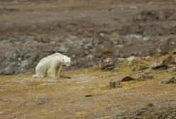 Globalne ocieplenie to rzeczywistość. Głodujące niedźwiedzie polarne są tragicznym dowodem