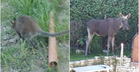 Niepokorny łoś w Świdniku, samotny kangur w Krakowie. Koniec majówki przyciągnął zwierzęta do miast