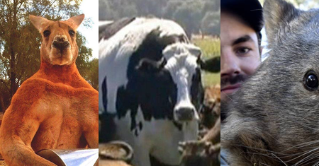 Gigantyczna krowa to nie wszystko. Zobacz przerośnięte zwierzęta Australii