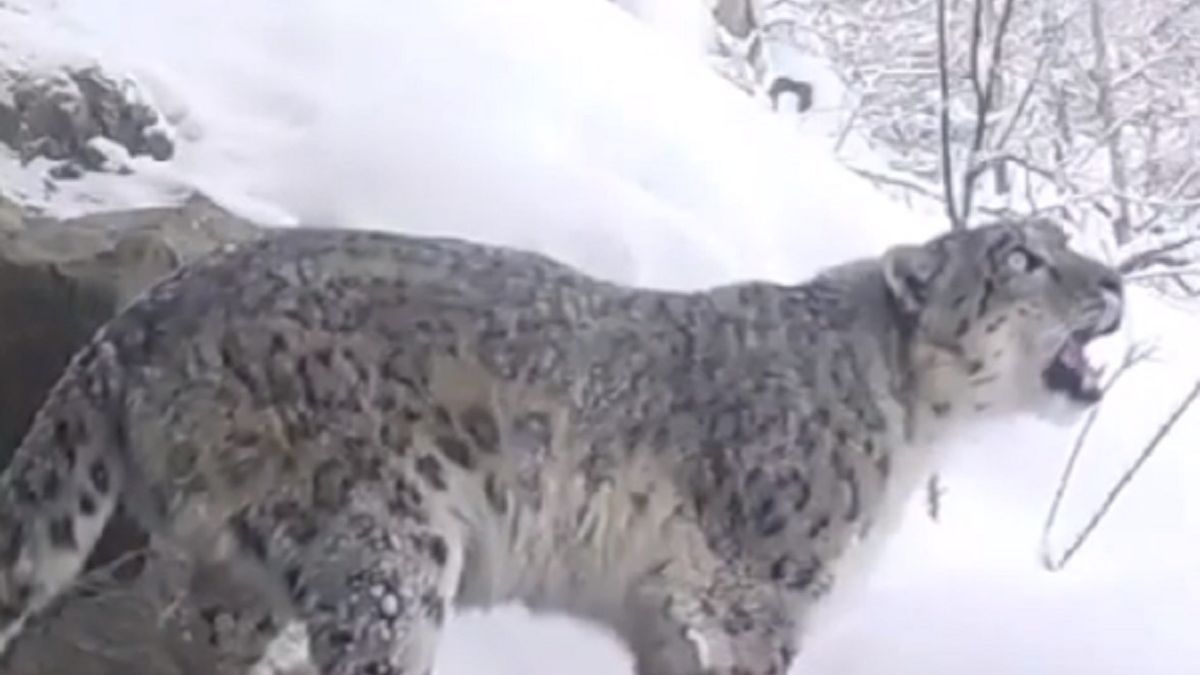Lampart śnieżny został zarejestrowany na kamerze w górach w Pakistanie.