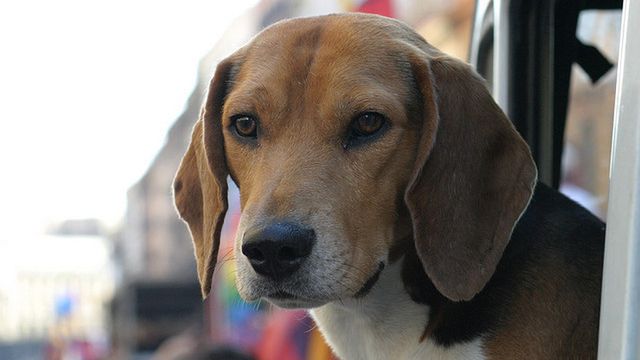 Alergie powodują białka, które są obecne w naskórku, ślinie czy moczu zwierzaków