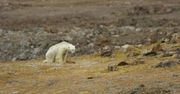 Globalne ocieplenie to rzeczywistość. Głodujące niedźwiedzie polarne są tragicznym dowodem