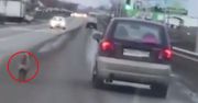 Wideo, które łamie serce. Porzucony pies rozpaczliwie goni auto właściciela