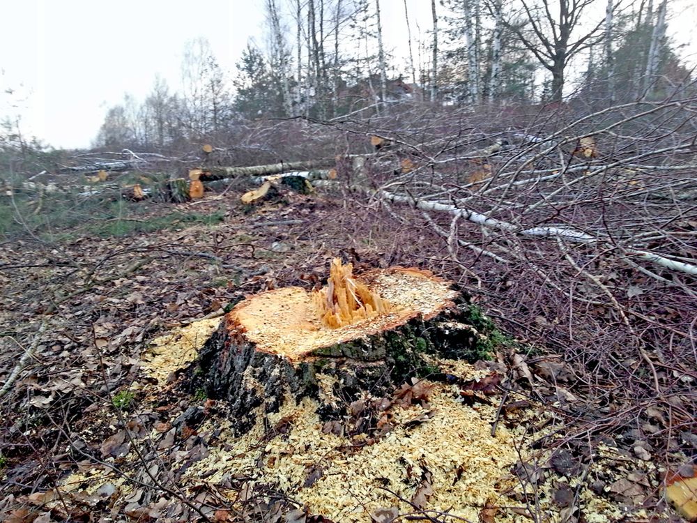 Wycieli chroniony las w Łebie. Dwie osoby z zarzutami