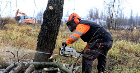 Koniec lex Szyszko. Ostatni weekend masowej wycinki drzew