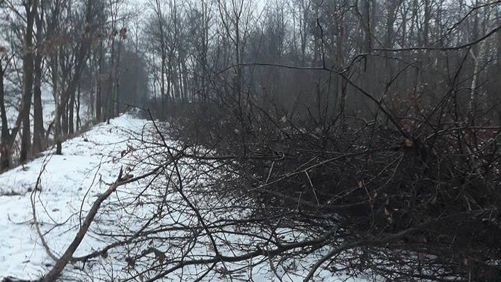 Wycięte drzewa w okolicach Kanału Żerańskiego
