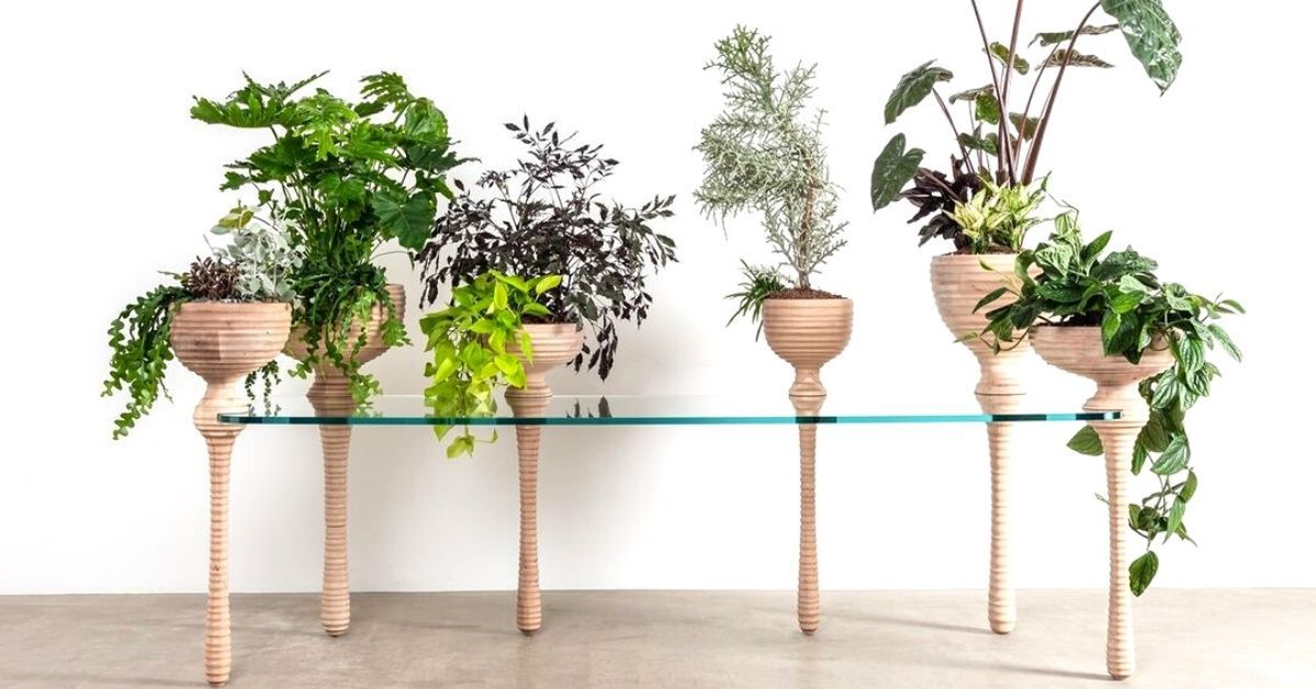 A Tabletop Full of Plants. You Can Work From Home And Feel Like You’re in Your Own Garden