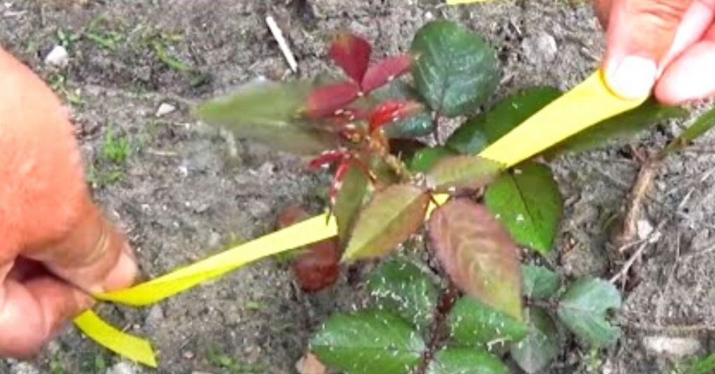 Yellow Bands and Ribbons Keep Roses Safe and Sound?