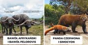 19 zwierząt w porównaniu z ich prehistorycznych przodkami. Rzeczywiste rozmiary wymarłych zwierząt