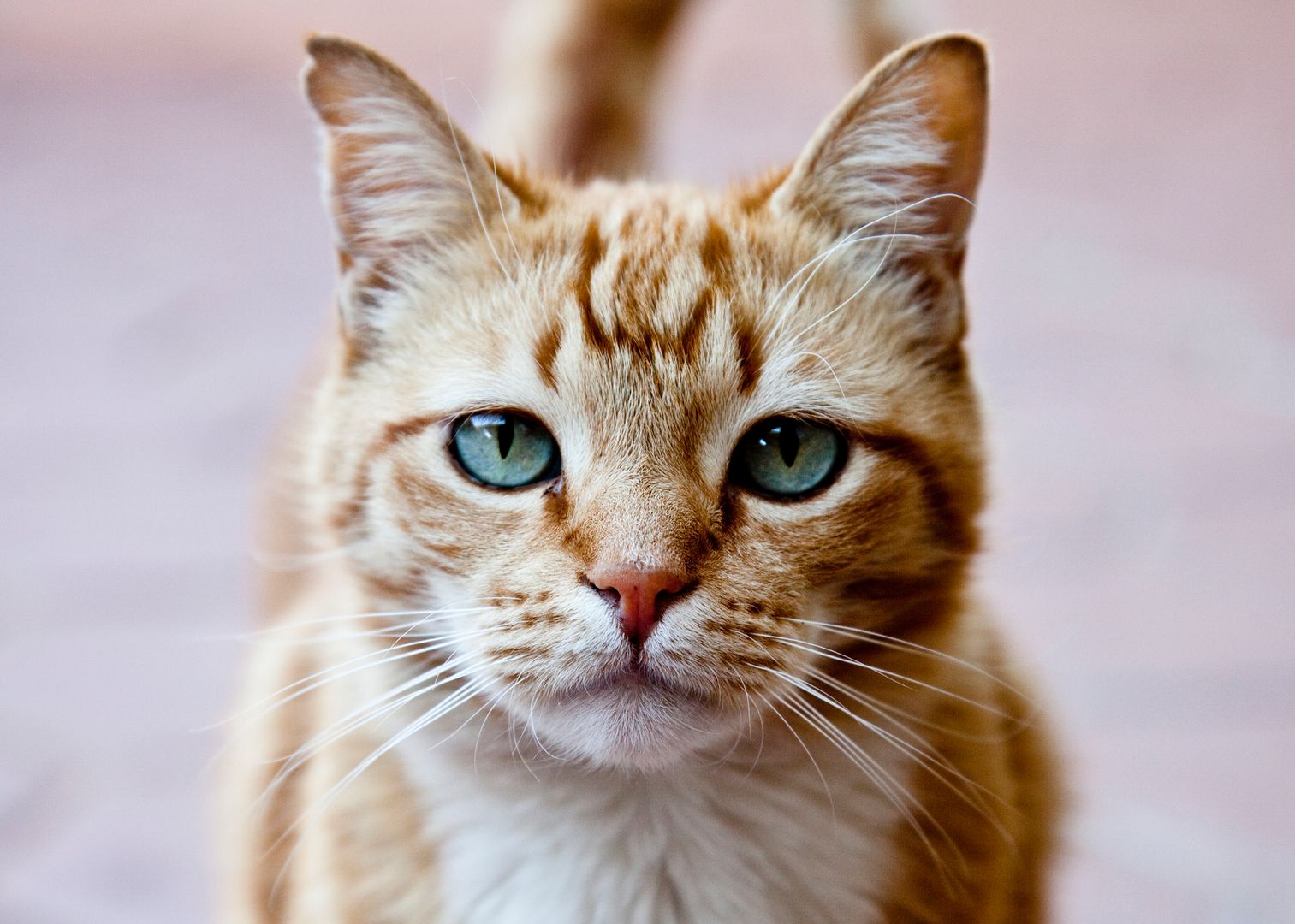 Koronawirus. Weterynarze zalecają trzymać koty w domu. Mogą się zakazić
