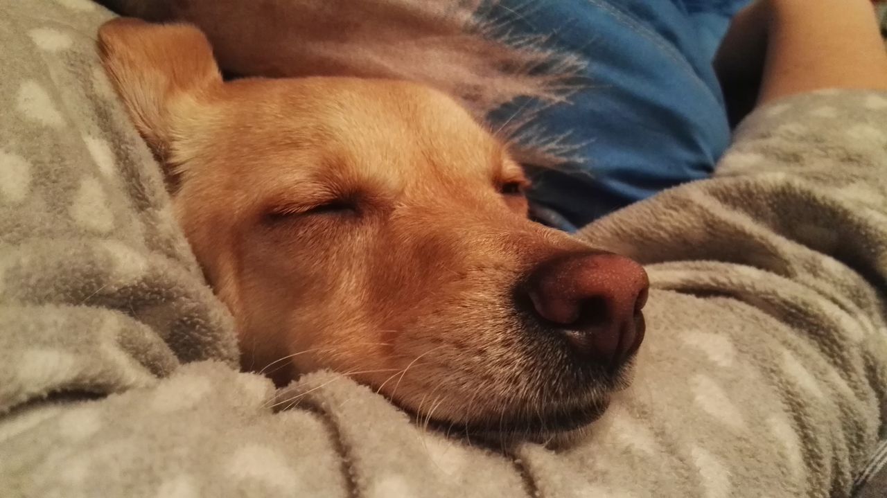 Pies czy kot - kto śpi więcej?