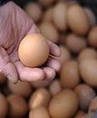 Do 23 kwietnia zabezpieczono ponad 16 tys. kg suszu jajecznego