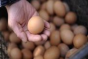 CBA sprawdza sanepid i inspektorat sanitarny ws. proszku jajecznego