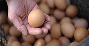 Ceny jaj wciąż rekordowe, ale tanieją jajka przemysłowe