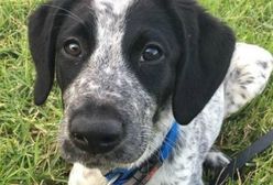 Policja zastrzeliła szczeniaka, który wybiegł na płytę lotniska